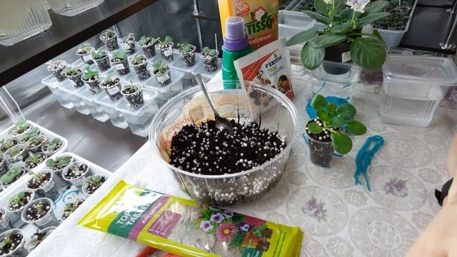 Фитильный полив для фиалок Как правильно поставить фиалку на фитиль?фиалки от листочка до цветочка смотреть онлайн