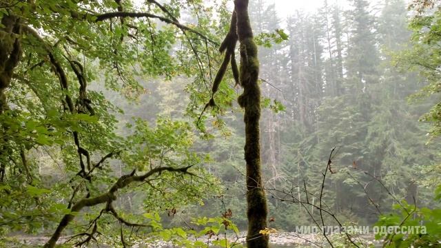 Путешествие на водопад Twinfolls | Парки штата Вашингтон | Водопады США.Природа Америки смотреть онлайн