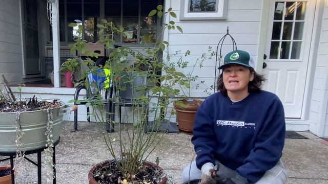 Pruning shrub roses in containers//Roald Dahl, Gabriel Oak and Alnwick roses смотреть онлайн