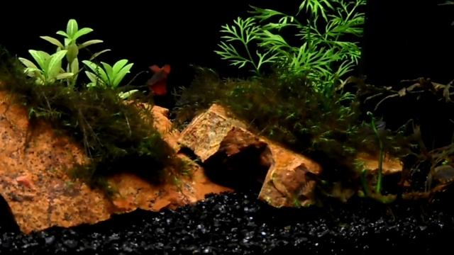 Карликовый гурами (Trichopsis pumila) смотреть онлайн