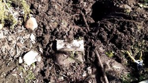 ИВА ХАКУРО НИШИКИ в саду , ПЕРЕСАДКА , выбор места | ИВА ИЗВИЛИСТАЯ свердловская