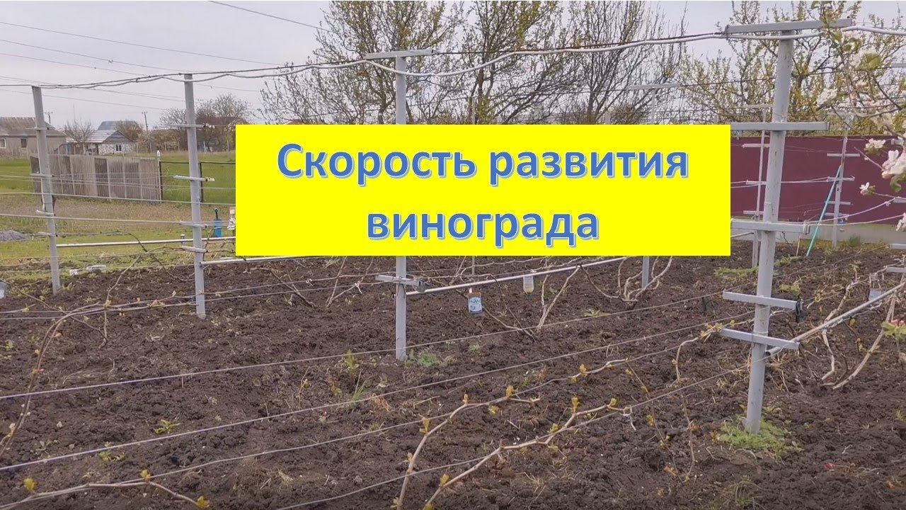 Скорость развития почек винограда в зависимости от типа укрытия кустов зимой смотреть онлайн