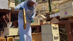 Пересадка семьи в ЯПОНСКИЙ улей - Japanese bee hive - 143