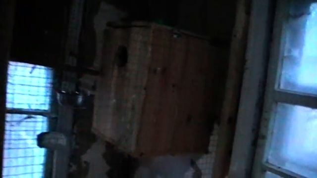 содержание попугаев в вольерах смотреть онлайн