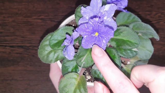 Фиалка Rainbow's Quiet Riot. Красивые цветы с ярко-белыми черточками. Цветет весь год! смотреть онлайн