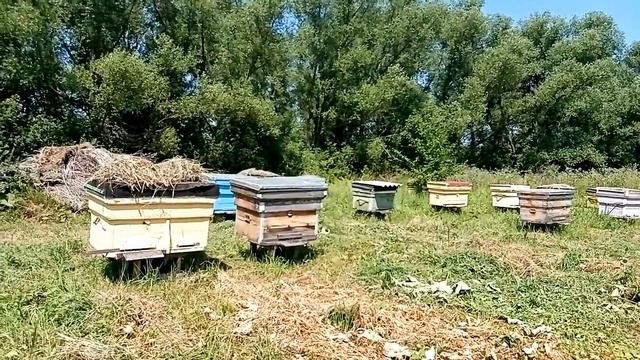 Цена на Мёд 2021 г. почти как у Евдокимова, бычок один продали по разному. смотреть онлайн
