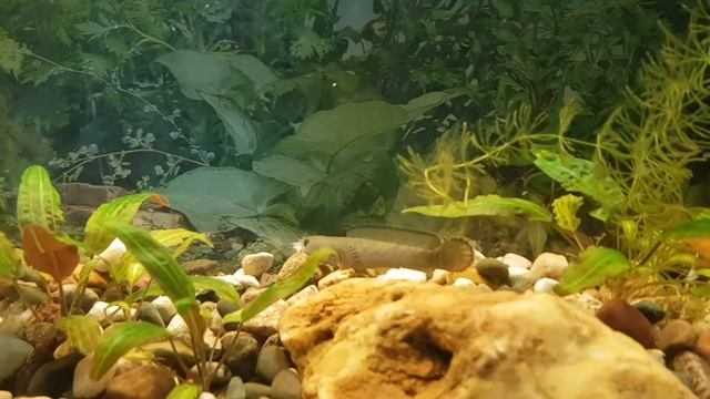 Кормление змееголова филе рыбы смотреть онлайн