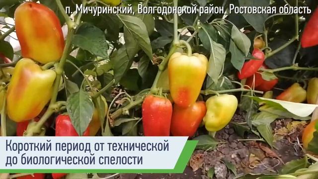 Сладкий перец Атилиус F1 смотреть онлайн