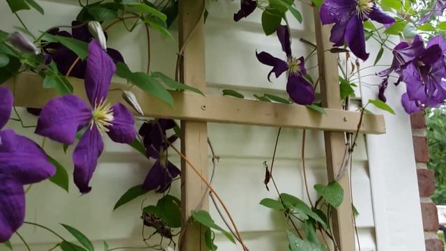 💜Clematis💜 смотреть онлайн