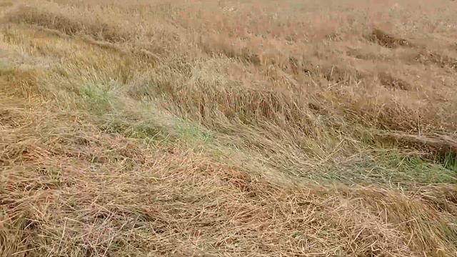 молотьба культуры овса смотреть онлайн