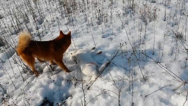 КФЛ Тайтава и заяц беляк смотреть онлайн