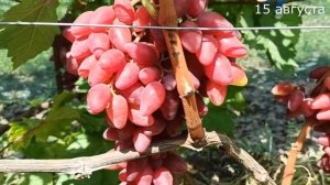 Красивый и яркий виноград«Софа»