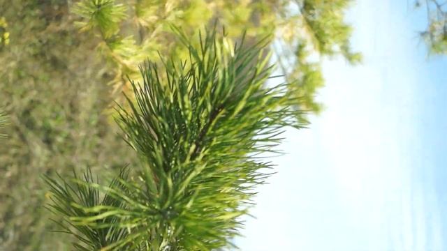 Sony A65 смотреть онлайн