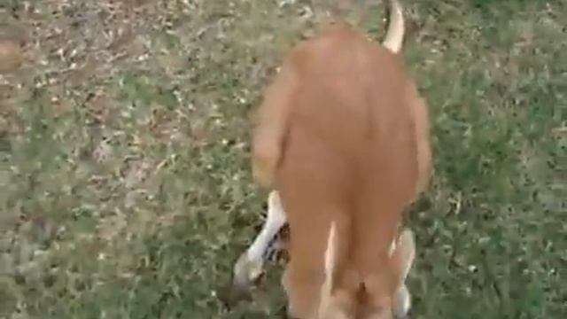 Игры кенгуру и собаки. смотреть онлайн