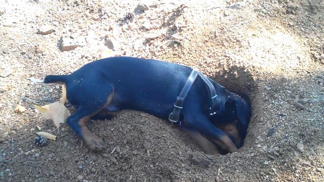 Ягдтерьер VID 20150621 132412 смотреть онлайн