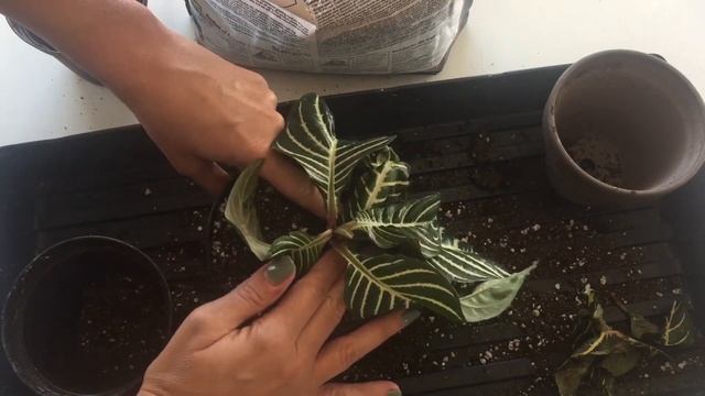 Plant Rescue: Zebra Plant | Alphelandra squarrosa | смотреть онлайн