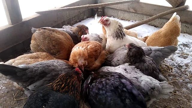 Куры помесь Араукана с Амерауканами. смотреть онлайн