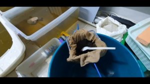 Получение эфипий Дафнии! Еще один эксперимент!