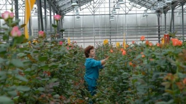 Выращивание роз в теплице. Бизнес идея на круглый год