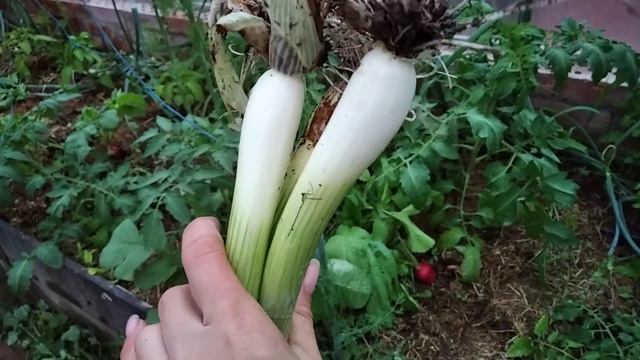 Не выбрасывайте остатки посадочного лука, а также некондицию! Как вырастить хороший лук из мусора! смотреть онлайн