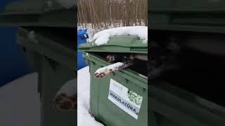 приюты для собак LATVIJA