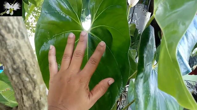 ANTHURIUM DE HOJAS GRANDES CUIDADOS Y CULTIVO,  Anthurium Blanco, Mi Diario De Jardin