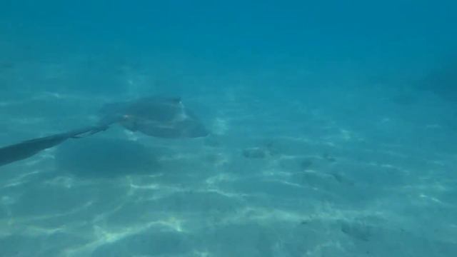 SLOPE Red Sea in Sharm el Sheikh 2020 - скат у берега красное море в Шарм эль Шейхе 2020 смотреть онлайн