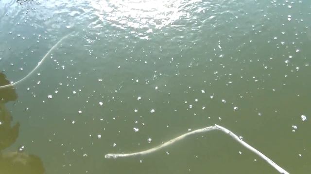 Стерлядь. Разводим осетровые. смотреть онлайн