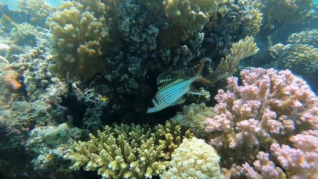 Beach Albatros Resort Hurghada Snorkeling Schnorcheln