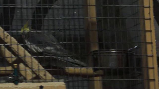 мальчик корелла поет (2 часть) смотреть онлайн