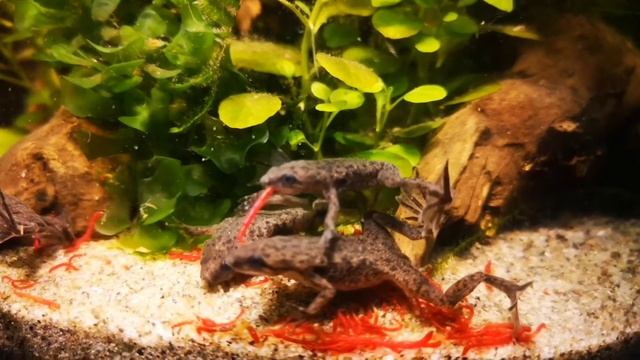 Hymenochirus mangiano Chironomus смотреть онлайн