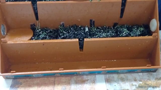 Биокупол. Игрушка для экспериментов. Круговорот воды.