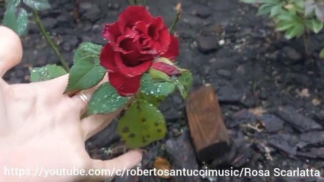 Розы после дождя . Roses After The Rain.