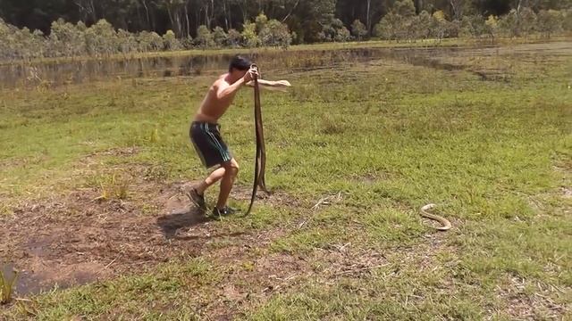 Catching Wild Rabbits using Snakes: BAREHANDED Rabbit Catch смотреть онлайн