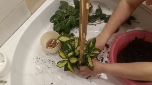 Хои. Пересадка в новый грунт.