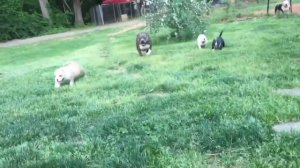 У старого МакДональда была ферма -2! Old MacDonald Had A Farm! Детская песенка! Видео с животными!