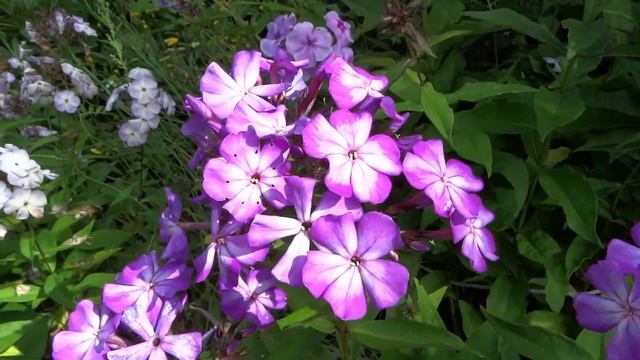 Флокс КАВКАЗ ? обзор, описание, цветение, отзыв. смотреть онлайн