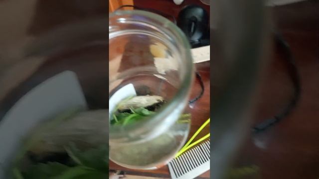 это Кокон гусеницы Я начинаю гусеницу за ней ухаживал а там уже кокн смотреть онлайн