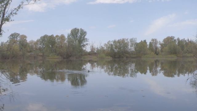 Лещ как из пулемета! Учимся ловить на ХЕРАБУНУ: оснастка, техника ловли, прикормка смотреть онлайн