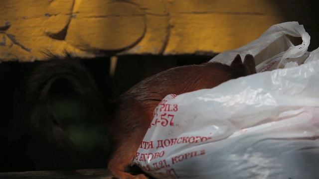 Белочка выбирает орехи 1 смотреть онлайн