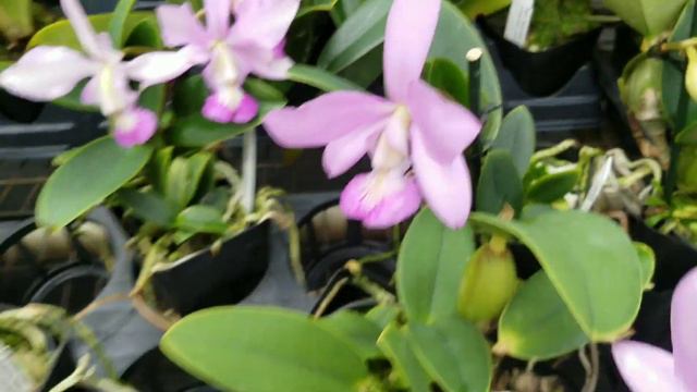 Orchid SHOPPING FOR ORCHID Admiring FRIENDS смотреть онлайн