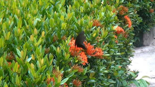 Порхание. Тропические бабочки. Flutter смотреть онлайн