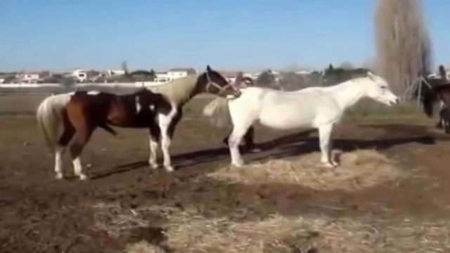 Arab white stallion horse mating (horsebreeders) смотреть онлайн