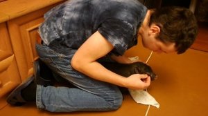 Купил Мини Пига 1 день. Знакомство! В чём привезли Мини-Пига. Как выглядит Мини пиг!