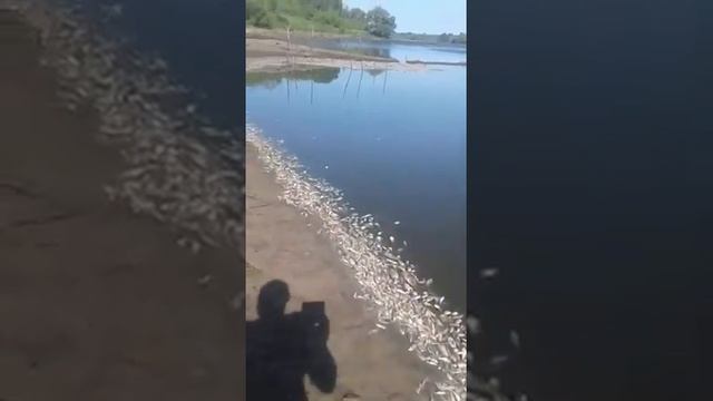 Липецкая обл воловский район д Самарино что зделали с прудом смотреть онлайн