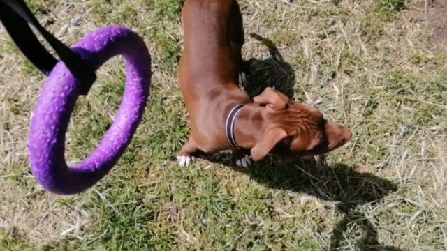 Жизнь Спайка. Один день из жизни щенка питбулья. Питбуль СпайкАлабай Арчо