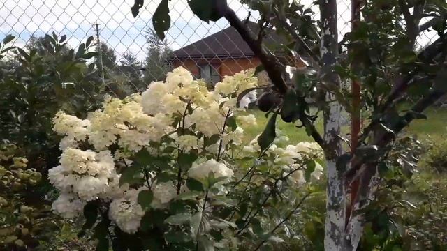 ?Веснушки, пятнышки и "ржавчина" на гортензиях?ВСЕ ЧТО ВЫ ХОТЕЛИ ЗНАТЬ! смотреть онлайн