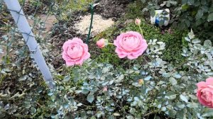 Роза Джубили Селебрейшн (Jubilee Celebration)