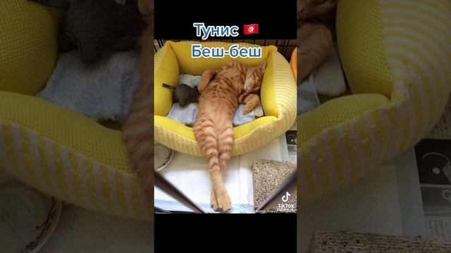 Как подзывают кошек в разных странах?