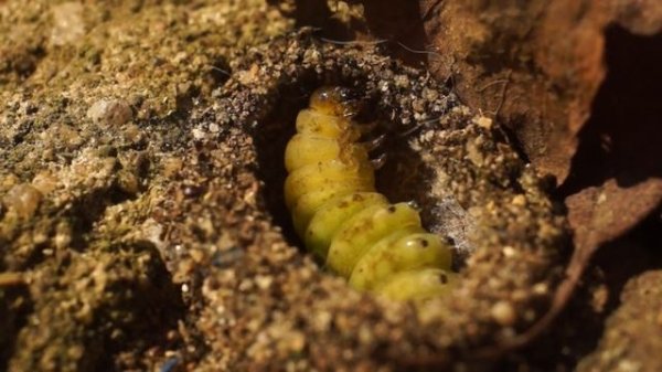 Carl Zeiss Jena FLEKTOGON ƒ/2,8/35 mm (Zebra-Version)